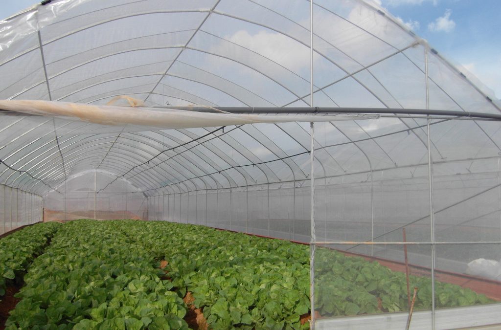 从客家菜农到专业化农场：以国华科艺农场为例